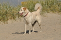 Hundestrand / Bild 99 von 376 / 20.09.2016 12:03 / DSC_9389.JPG