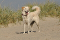 Hundestrand / Bild 101 von 376 / 20.09.2016 12:04 / DSC_9399.JPG