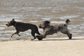 Hundestrand / Bild 102 von 376 / 20.09.2016 12:08 / DSC_9452.JPG