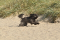 Hundestrand / Bild 103 von 376 / 20.09.2016 12:09 / DSC_9458.JPG