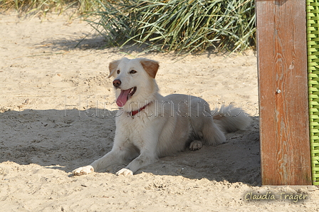 Hundestrand / Bild 106 von 376 / 20.09.2016 12:12 / DSC_9475.JPG