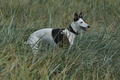 Hundestrand / Bild 153 von 376 / 20.09.2016 12:42 / DSC_9736.JPG