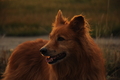 Hundestrand / Bild 161 von 376 / 20.09.2016 18:56 / DSC_4909.JPG