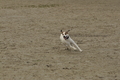 Hundestrand / Bild 166 von 376 / 21.09.2016 08:57 / DSC_9821.JPG