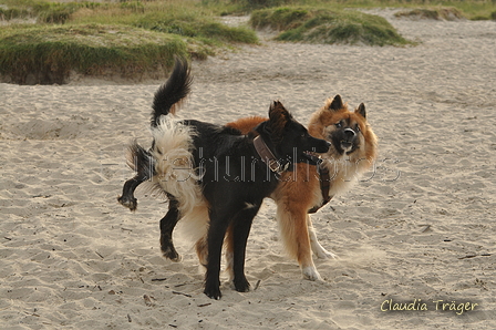 Hundestrand / Bild 170 von 376 / 21.09.2016 09:06 / DSC_9857.JPG