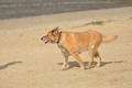Hundestrand / Bild 218 von 376 / 21.09.2016 09:34 / DSC_0099.JPG