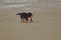 Hundestrand / Bild 258 von 376 / 21.09.2016 10:45 / DSC_0426.JPG
