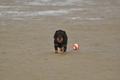 Hundestrand / Bild 259 von 376 / 21.09.2016 10:45 / DSC_0429.JPG