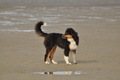 Hundestrand / Bild 260 von 376 / 21.09.2016 11:02 / DSC_0446.JPG