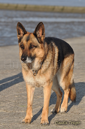 Hundestrand / Bild 324 von 376 / 22.09.2016 09:20 / DSC_1027.JPG