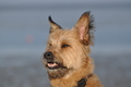 Hundestrand / Bild 326 von 376 / 22.09.2016 09:25 / DSC_1038.JPG