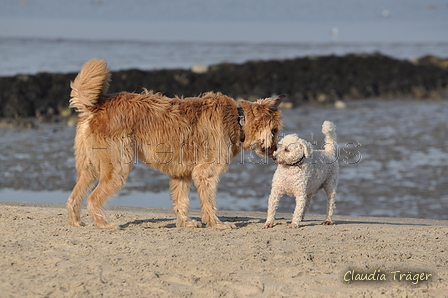 Hundestrand / Bild 334 von 376 / 22.09.2016 09:46 / DSC_1127.JPG