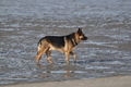 Hundestrand / Bild 336 von 376 / 22.09.2016 10:02 / DSC_1171.JPG