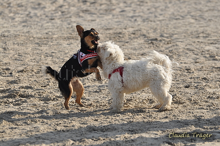 Hundestrand / Bild 338 von 376 / 22.09.2016 10:09 / DSC_1216.JPG