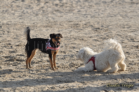 Hundestrand / Bild 339 von 376 / 22.09.2016 10:09 / DSC_1220.JPG