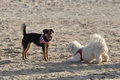 Hundestrand / Bild 339 von 376 / 22.09.2016 10:09 / DSC_1220.JPG