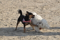 Hundestrand / Bild 341 von 376 / 22.09.2016 10:10 / DSC_1247.JPG