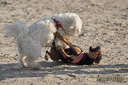 Hundestrand / Bild 342 von 376 / 22.09.2016 10:10 / DSC_1251.JPG