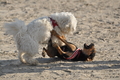 Hundestrand / Bild 342 von 376 / 22.09.2016 10:10 / DSC_1251.JPG