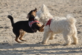 Hundestrand / Bild 343 von 376 / 22.09.2016 10:10 / DSC_1254.JPG