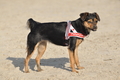 Hundestrand / Bild 344 von 376 / 22.09.2016 10:14 / DSC_1259.JPG