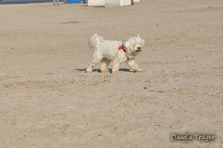 Hundestrand / Bild 345 von 376 / 22.09.2016 10:14 / DSC_1271.JPG