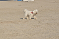 Hundestrand / Bild 345 von 376 / 22.09.2016 10:14 / DSC_1271.JPG