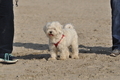 Hundestrand / Bild 346 von 376 / 22.09.2016 10:15 / DSC_1276.JPG