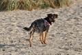 Hundestrand / Bild 347 von 376 / 22.09.2016 10:15 / DSC_1281.JPG