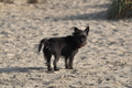 Hundestrand / Bild 348 von 376 / 22.09.2016 10:15 / DSC_1282.JPG