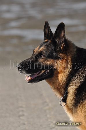 Hundestrand / Bild 350 von 376 / 22.09.2016 10:16 / DSC_1301.JPG