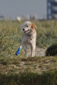 Hundestrand / Bild 358 von 376 / 22.09.2016 10:36 / DSC_1442.JPG