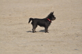 Hundestrand / Bild 360 von 376 / 22.09.2016 10:38 / DSC_1460.JPG