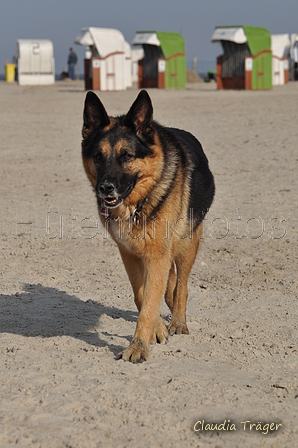 Hundestrand / Bild 361 von 376 / 22.09.2016 10:38 / DSC_1465.JPG