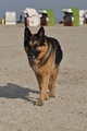 Hundestrand / Bild 361 von 376 / 22.09.2016 10:38 / DSC_1465.JPG