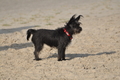 Hundestrand / Bild 363 von 376 / 22.09.2016 10:40 / DSC_1480.JPG