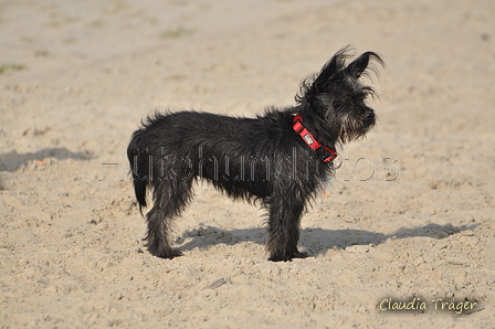 Hundestrand / Bild 364 von 376 / 22.09.2016 10:41 / DSC_1484.JPG