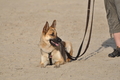 Hundestrand / Bild 365 von 376 / 22.09.2016 10:41 / DSC_1488.JPG