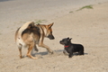 Hundestrand / Bild 367 von 376 / 22.09.2016 10:42 / DSC_1500.JPG