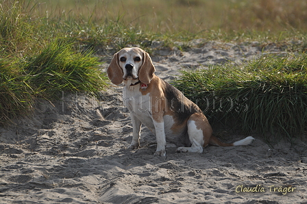 Hundestrand / Bild 368 von 376 / 22.09.2016 10:43 / DSC_1514.JPG