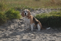 Hundestrand / Bild 368 von 376 / 22.09.2016 10:43 / DSC_1514.JPG