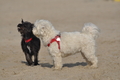 Hundestrand / Bild 370 von 376 / 22.09.2016 10:45 / DSC_1521.JPG