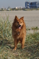 Hundestrand / Bild 372 von 376 / 22.09.2016 10:55 / DSC_1576.JPG