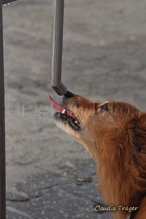 Hundestrand / Bild 373 von 376 / 22.09.2016 10:59 / DSC_1596.JPG