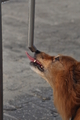 Hundestrand / Bild 373 von 376 / 22.09.2016 10:59 / DSC_1596.JPG