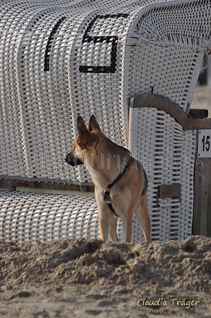 Hundestrand / Bild 375 von 376 / 22.09.2016 11:00 / DSC_1616.JPG