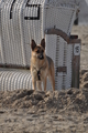 Hundestrand / Bild 376 von 376 / 22.09.2016 11:00 / DSC_1617.JPG