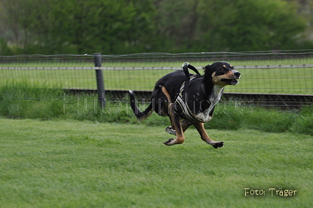 Jederhundrennen / Bild 3 von 143 / 01.05.2015 11:15 / DSC_1597.JPG