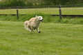 Jederhundrennen / Bild 13 von 143 / 01.05.2015 11:59 / DSC_1650.JPG