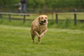 Jederhundrennen / Bild 40 von 143 / 01.05.2015 14:55 / DSC_1930.JPG